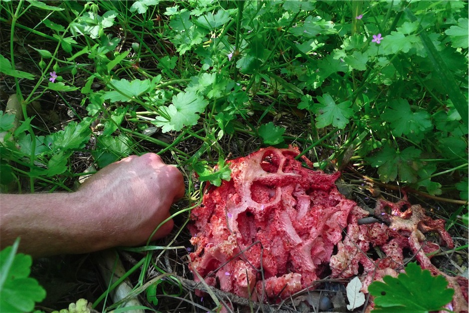 Clathrus gigantesco!